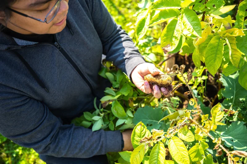 Health Benefits of Gardening