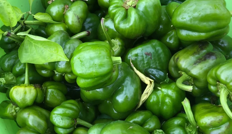 Klukwan Community Garden: Food Security and Community Resilience