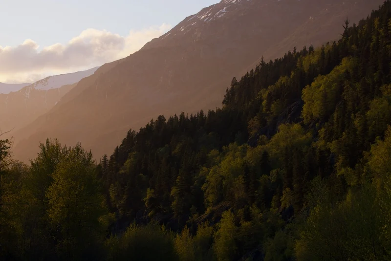 A mountainous landscape at sunset, with forested slopes in the foreground and hazy, snow-capped mountains in the distance, bathed in golden light.