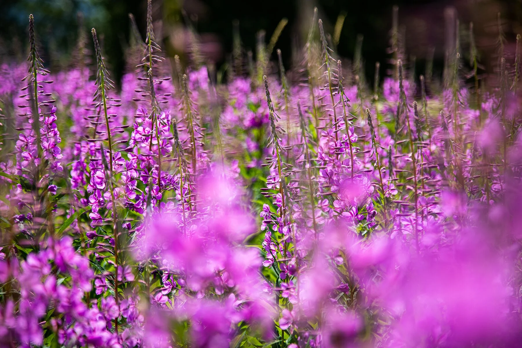 A close-up of a field of tall, slender purple fireweed flowers, with some in sharp focus and others blurred in the foreground and background.