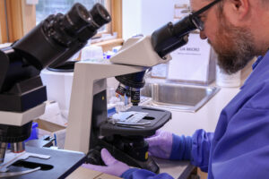 Laboratory professional looking through a microscope analyzing specimen.